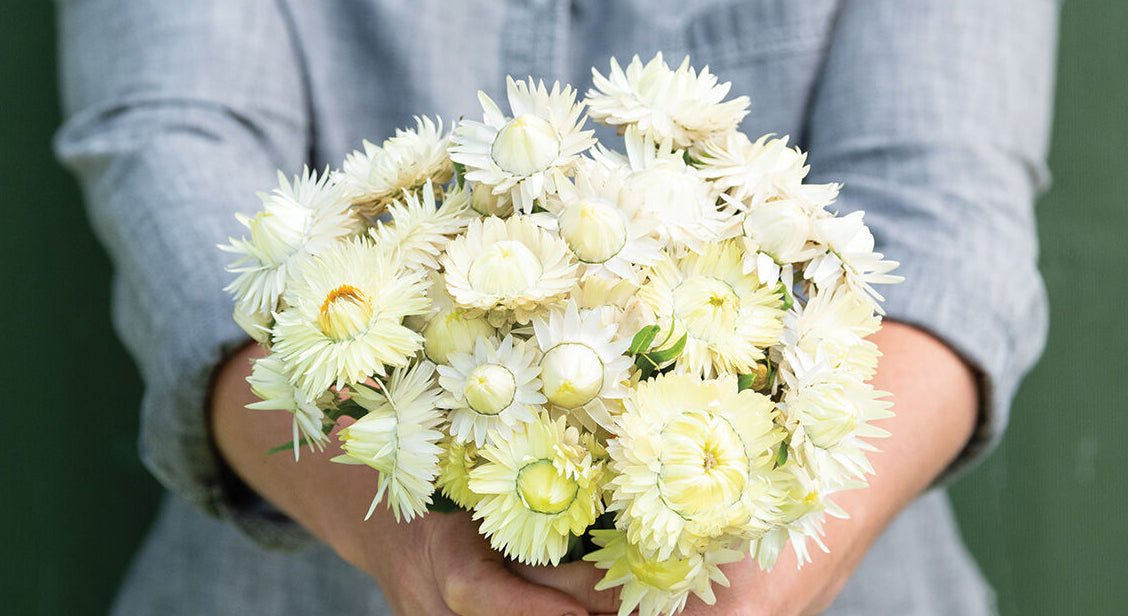 Strawflower, Vintage White