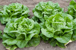 250 Organic Bibb Buttercrunch Lettuce Vegetable Seeds