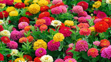Load image into Gallery viewer, 100 Small Lilliput Mixed Color Zinnia Flower Seeds
