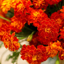 Load image into Gallery viewer, 200 Cherry Red French Marigold Flower Seeds
