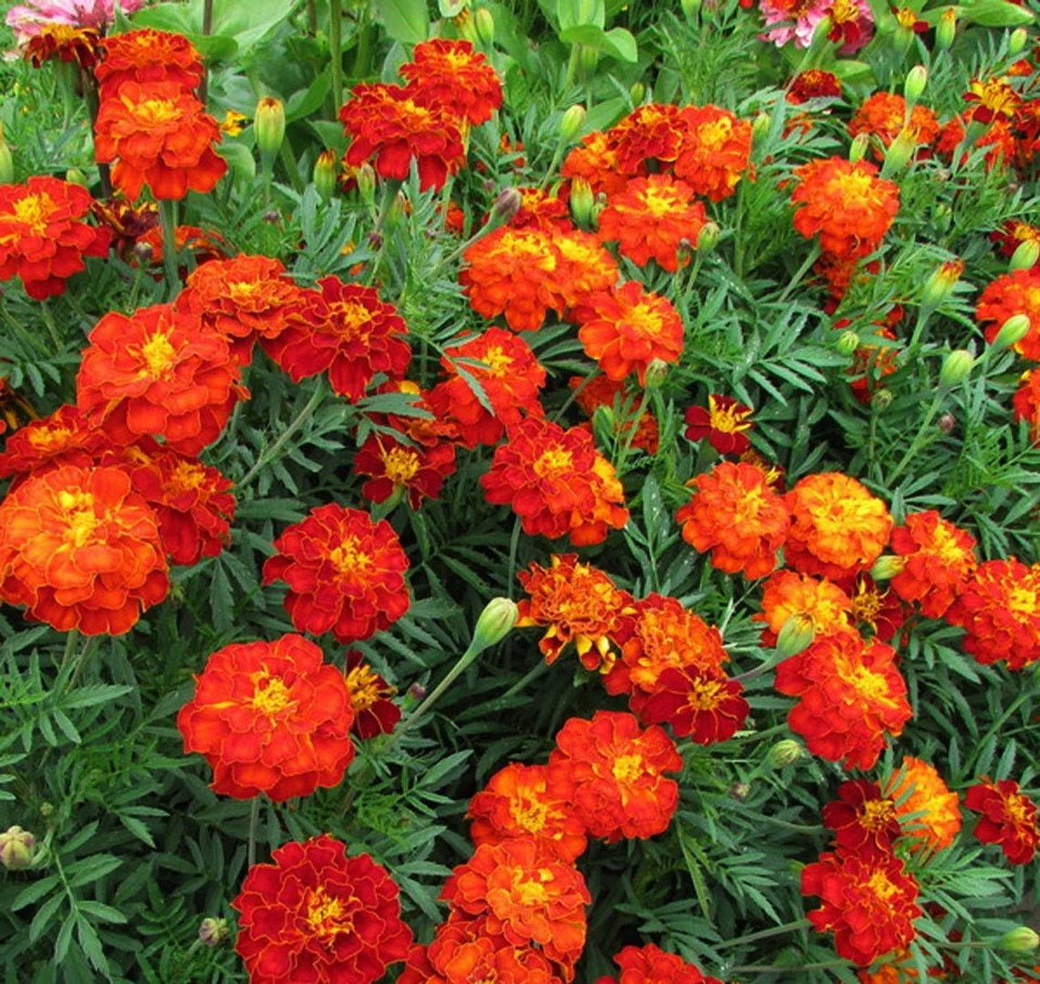 red marigold seeds 200 Cherry Red French Marigold Flower Seeds