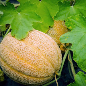 25 Organic Hales Best Cantaloupe Vegetable Seeds