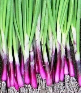 50 Organic Purple Bunching Onion Vegetable Seeds
