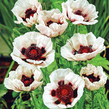 Load image into Gallery viewer, 100 &quot;Deluxe Mix&quot; Oriental Poppy Flower Seeds
