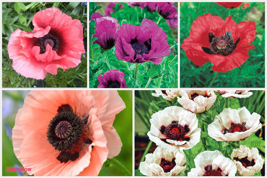 planting oriental poppy seeds 50 "Deluxe Mix" Oriental Poppy Flower Seeds
