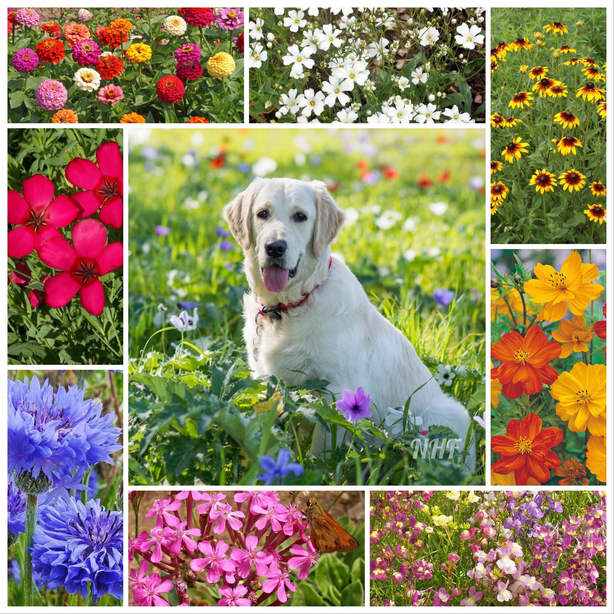 cat friendly wildflower seeds 2000+ Pet Friendly Flower Seed Mix – New Hill Farms