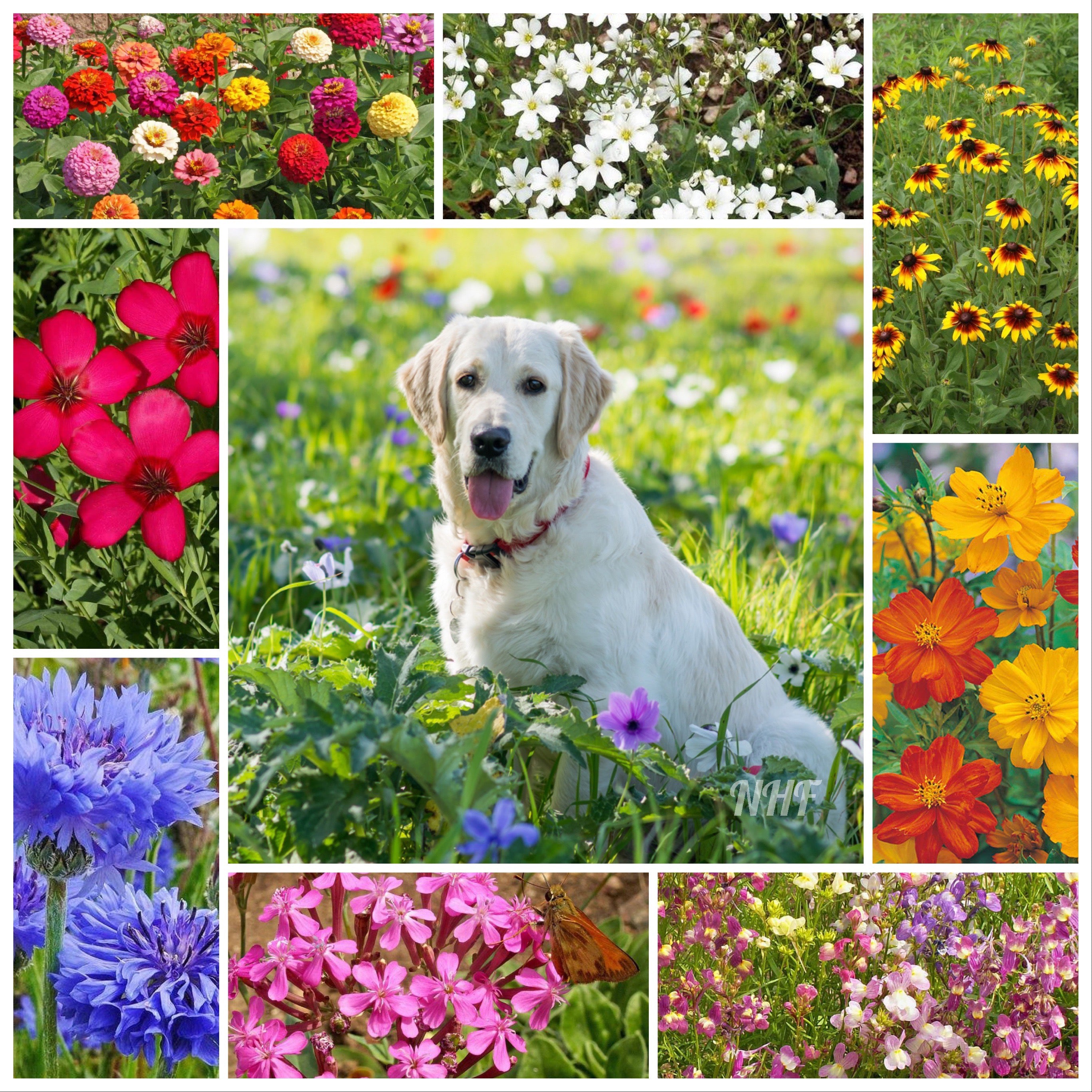 wildflower seeds dog safe 2000+ Pet Friendly Flower Seed Mix – New Hill Farms