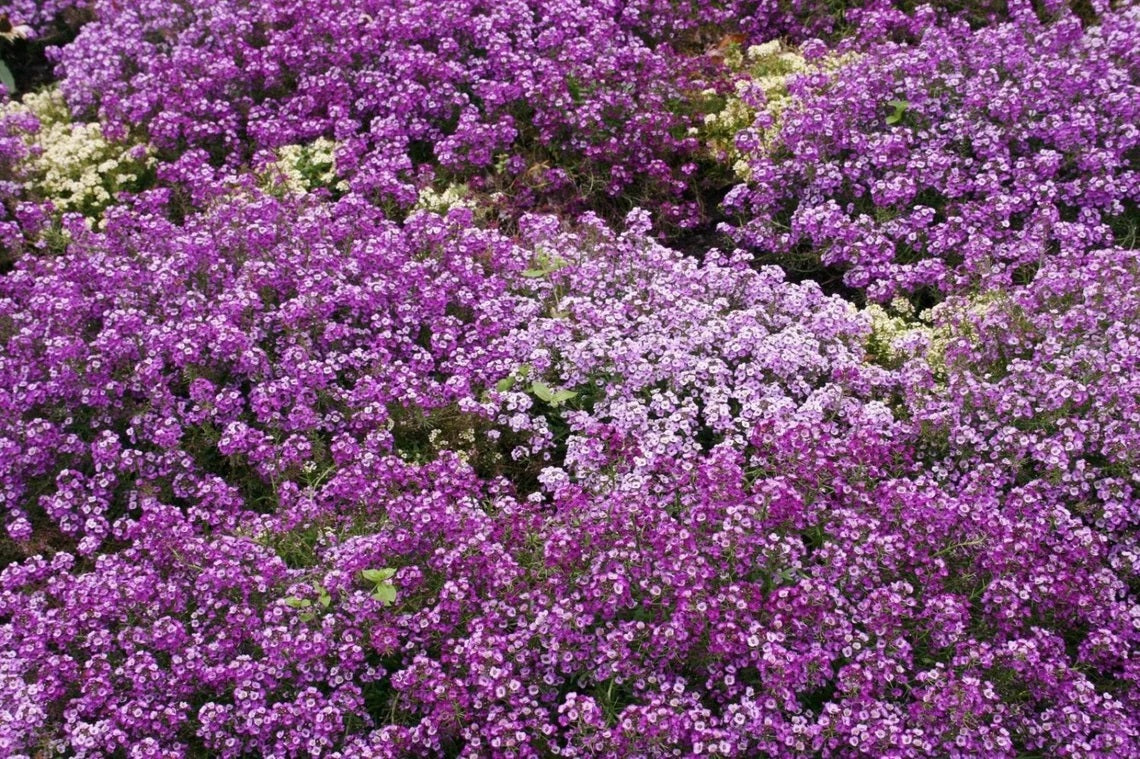 carpet flower seeds 1000 Alyssum Royal Carpet Flower Seeds