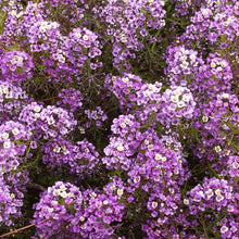 Load image into Gallery viewer, 500 Alyssum &quot;Royal Carpet&quot; Flower Seeds
