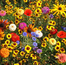 Load image into Gallery viewer, 2000+ Pet Friendly Flower Seed Mix

