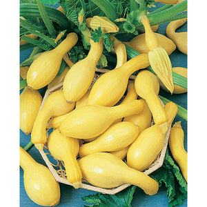 20 Organic Early Summer Crookneck Squash Vegetable Seeds