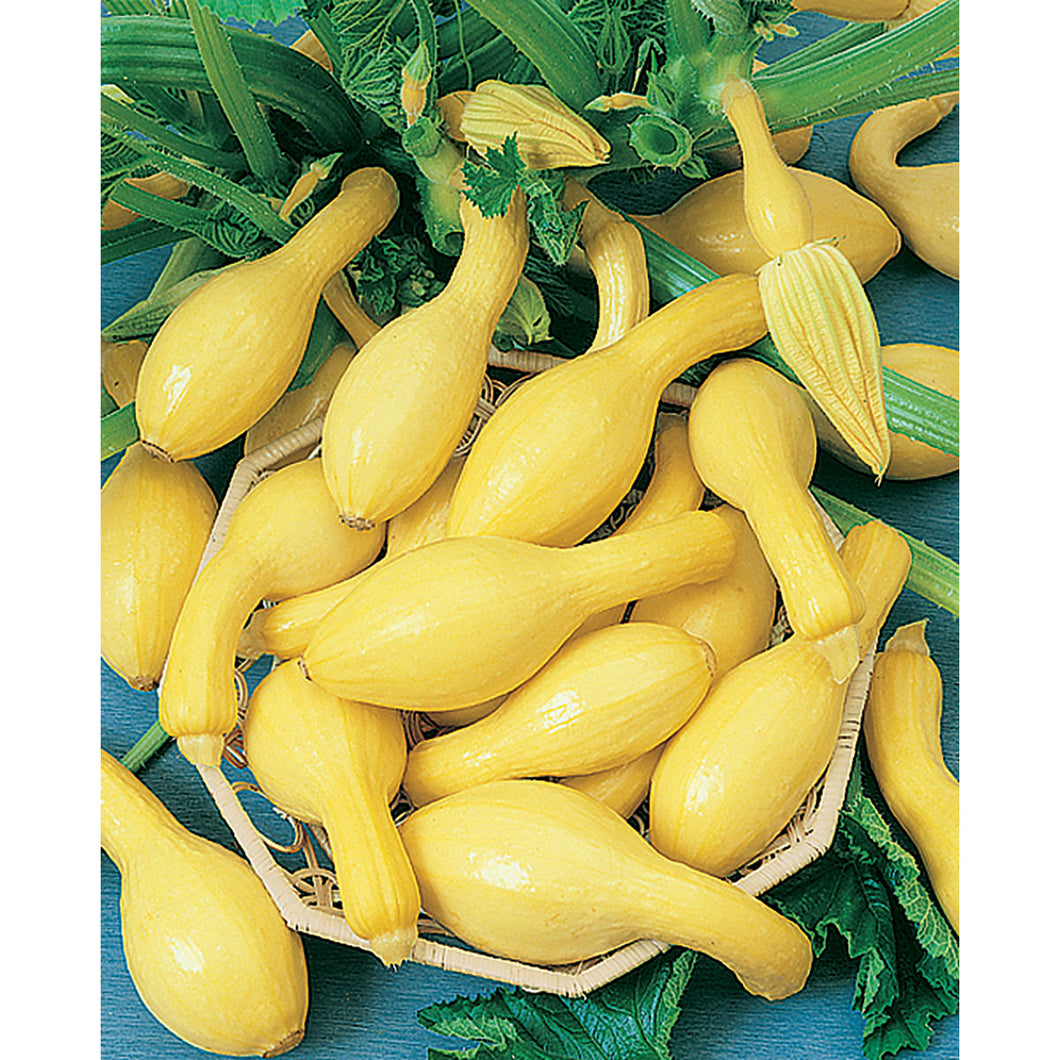 20 Organic Early Summer Crookneck Squash Vegetable Seeds