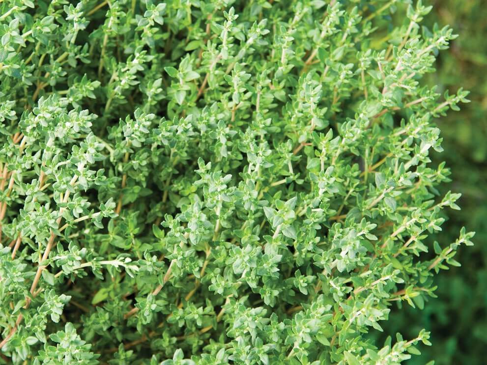 200 Organic English Thyme Herb Seeds