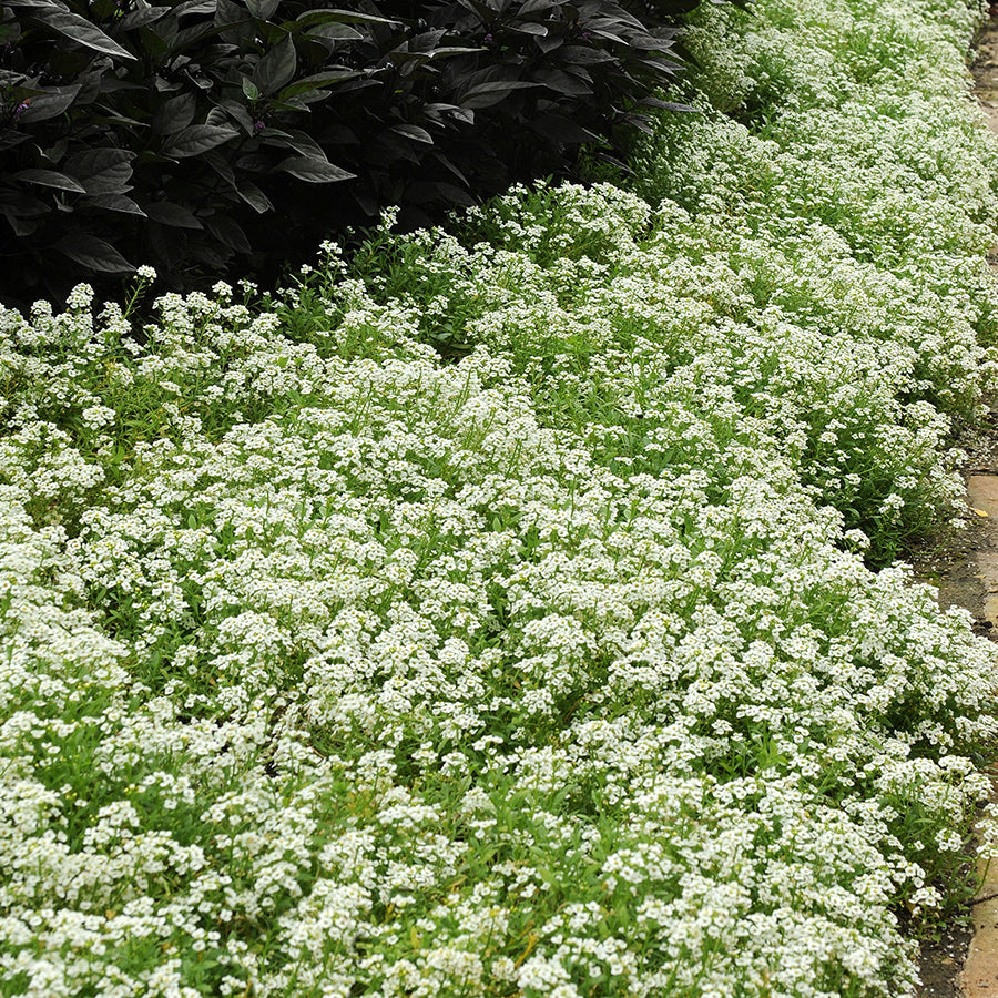 asylum flower seeds 500 Tall White Alyssum Flower Seeds