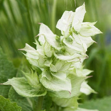 Load image into Gallery viewer, 50 &quot;White Swan&quot; Clary Sage / White Swan Salvia Flower Seeds
