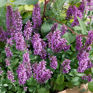 50 "Rugosa" Purple Agastache Flower Seeds