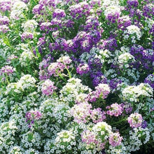 Load image into Gallery viewer, 200 Alyssum &quot;Magic Circle&quot; Flower Seeds
