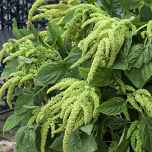 Load image into Gallery viewer, 300 Green Amaranthus Flower Seeds
