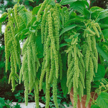 Load image into Gallery viewer, 300 Green Amaranthus Flower Seeds

