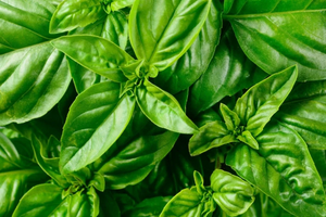 200 Organic Italian Basil Herb Seeds