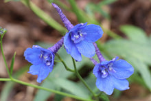 Load image into Gallery viewer, 50 Belladonna Mixed Color Delphinium Flower Seeds

