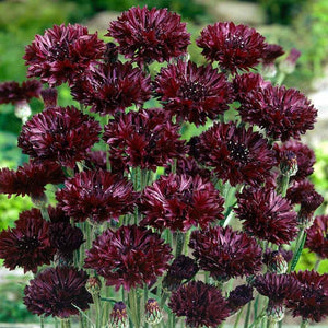 planting bachelor button seeds 300 Black Bachelor Button Seeds – New Hill Farms