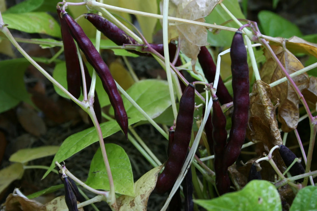 25 Organic Black Bean Vegetable Seeds