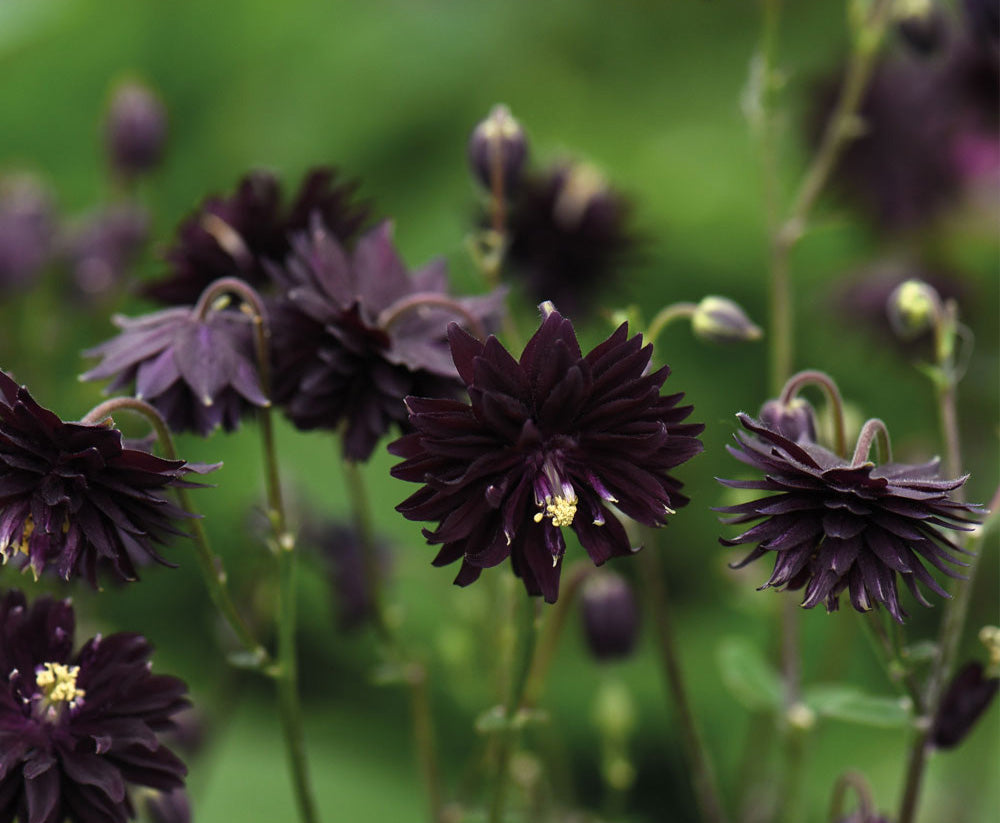 25 Black Nora Barlow Columbine Flower Seeds