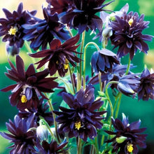 Load image into Gallery viewer, 25 Black Nora Barlow Columbine Flower Seeds
