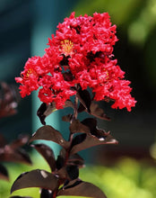 Load image into Gallery viewer, 25 Black Diamond Red Crepe Myrtle Seeds
