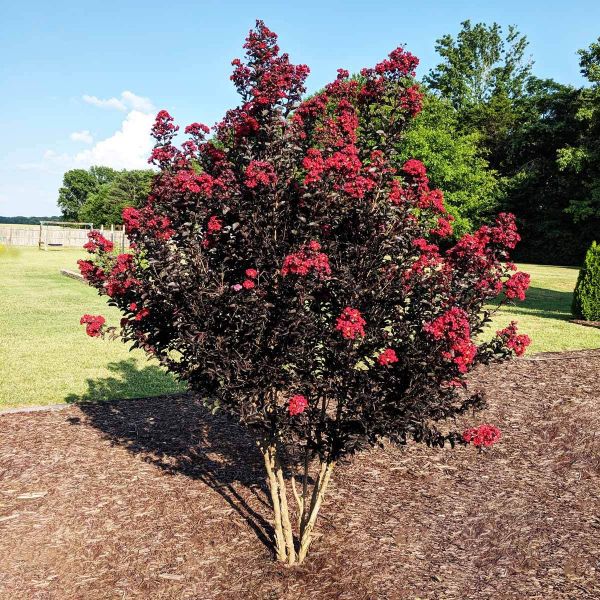 25 Black Diamond Red Crepe Myrtle Seeds