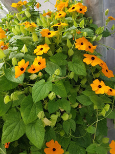 50 Black Eyed Susan Vine Flower Seeds