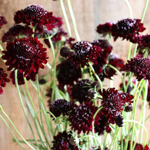Load image into Gallery viewer, 30 Black Knight Scabiosa/Pincushion Flower Seeds
