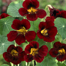 Load image into Gallery viewer, 25 Black Velvet Nasturtium Flower Seeds
