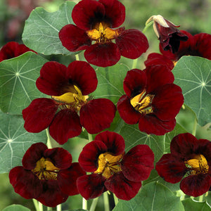 25 Black Velvet Nasturtium Flower Seeds