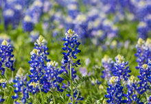 Load image into Gallery viewer, 100 Bluebonnet Flower Seeds
