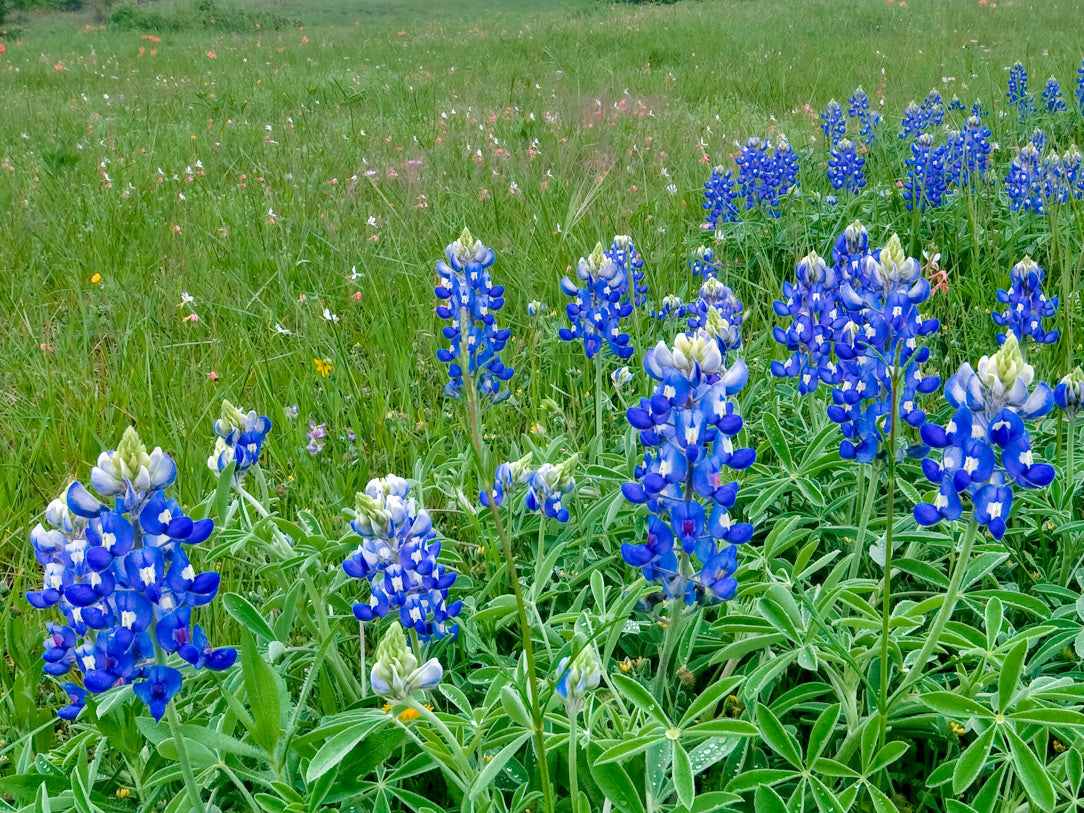 planting bluebonnet seeds in a pot 100 Bluebonnet Flower Seeds – New Hill Farms