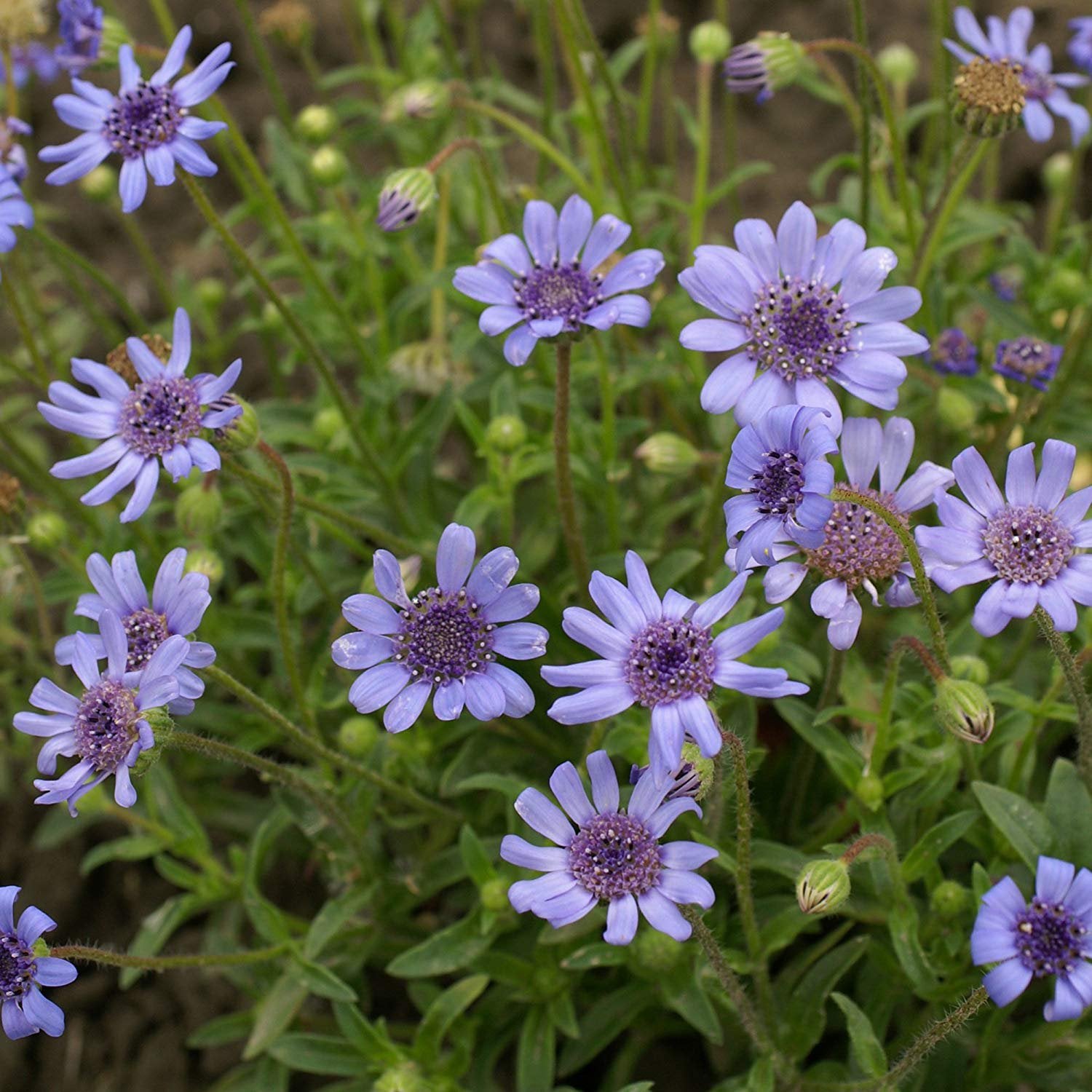 felicia flower seeds 100 Blue Felicia Daisy Flower Seeds – New Hill Farms