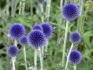 thistle seeds for planting 25 Blue Globe Thistle Flower Seeds – New Hill Farms