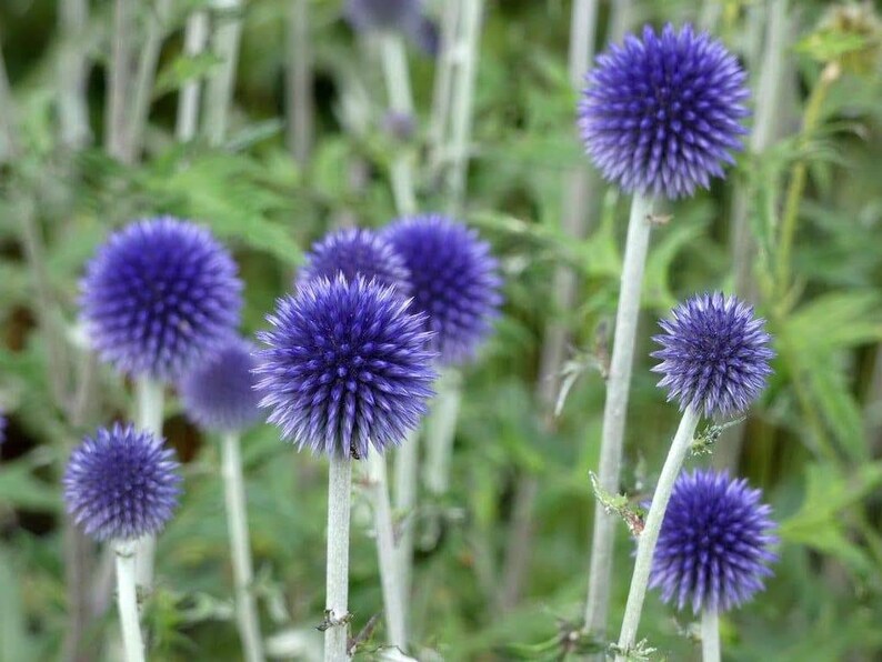 thistle plant seeds 25 Blue Globe Thistle Flower Seeds