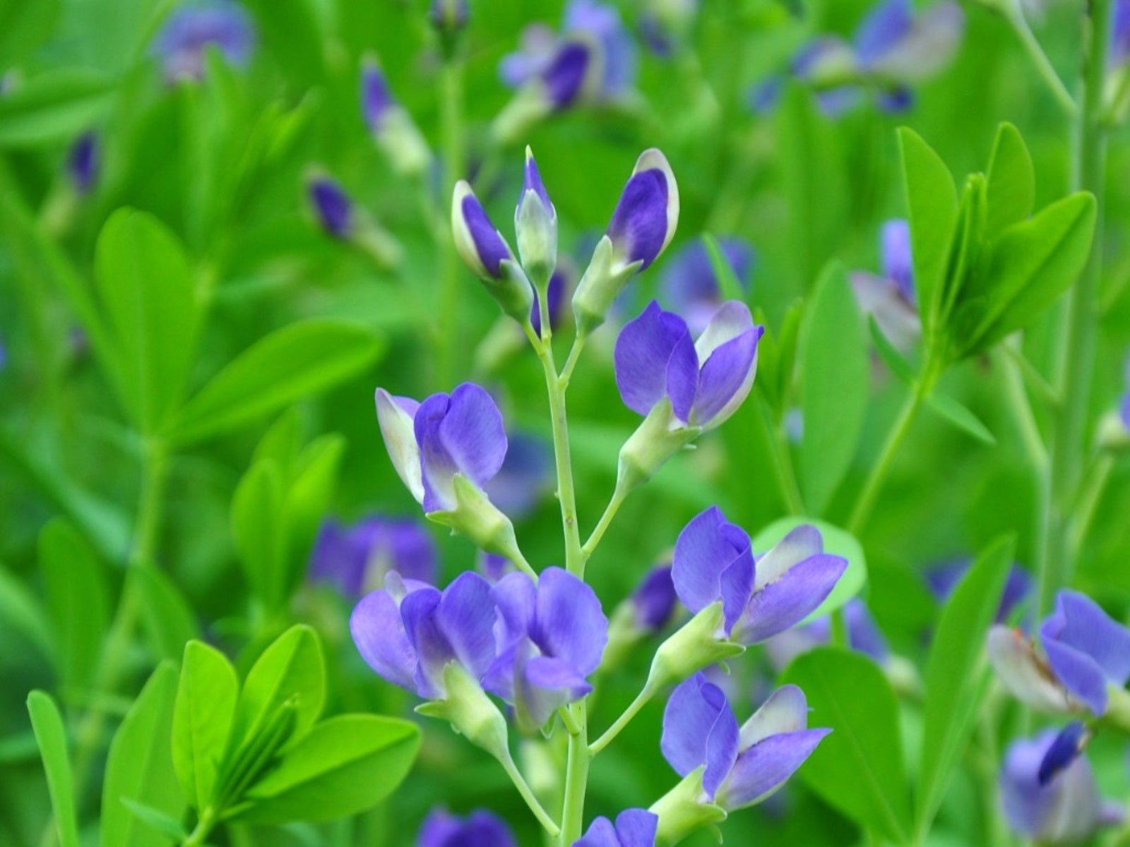 50 Wild Blue Indigo Flower Seeds – New Hill Farms