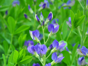 50 Wild Blue Indigo Flower Seeds