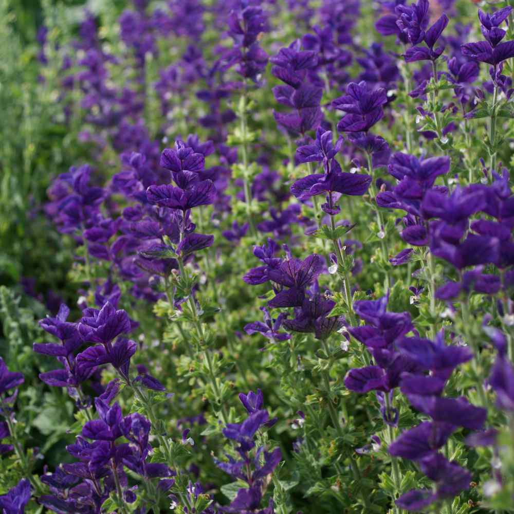 lavender sage seeds 100 