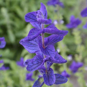 100 "Blue Monday" Clary Sage / Blue Monday Salvia Flower Seeds