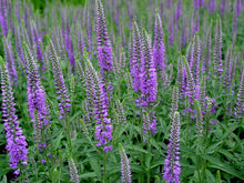 Load image into Gallery viewer, 200 Veronica &quot;Garden Speedwell&quot; Flower Seeds
