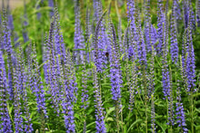 Load image into Gallery viewer, 200 Veronica &quot;Garden Speedwell&quot; Flower Seeds
