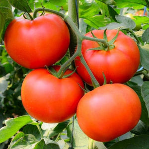30 Organic Bonny Best Heirloom Tomato Vegetable Seeds