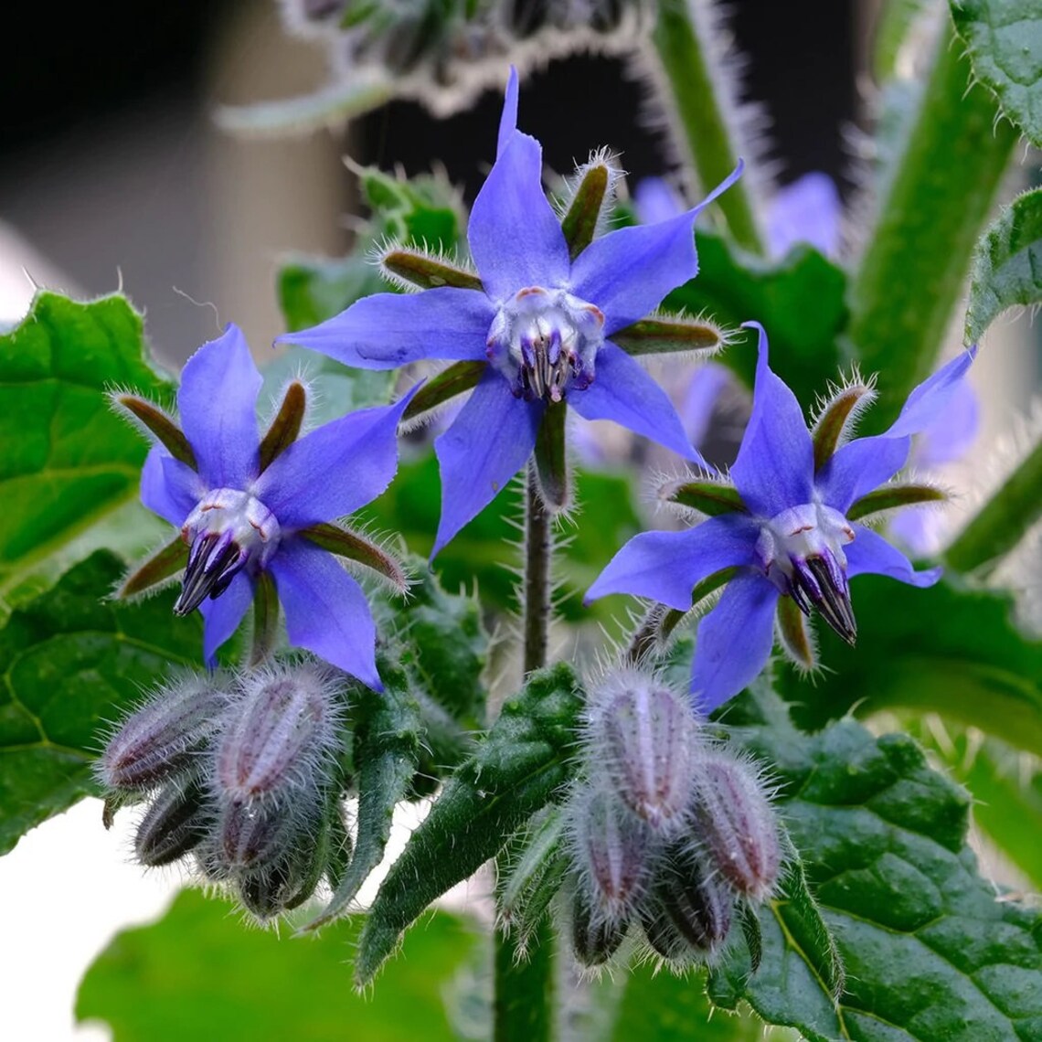 Borage Plant