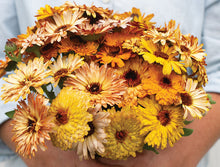 Load image into Gallery viewer, 50 Calendula Sunset Mixed Color Flower Seeds
