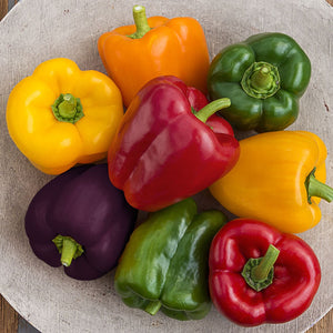 25 Organic "Carnival" Bell Pepper Mix Vegetable Seeds